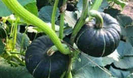 小网红吃瓜视频在线观看,带你领略网络热点的魅力瞬间